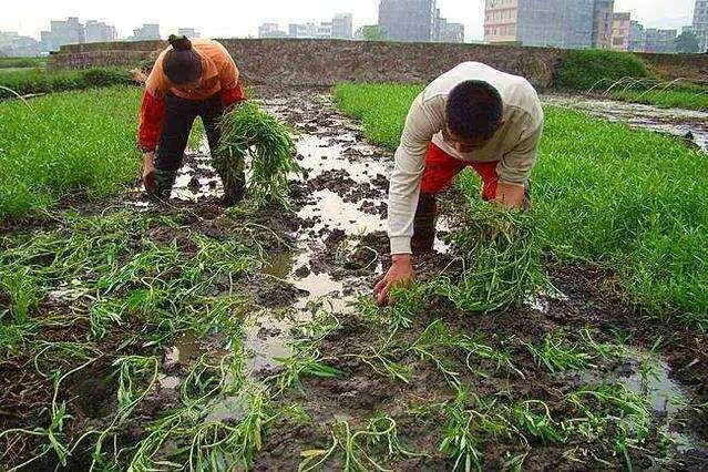 水上竹葉菜種子 博白蕹菜苗  黎川蕹菜苗 黎川水空心菜苗