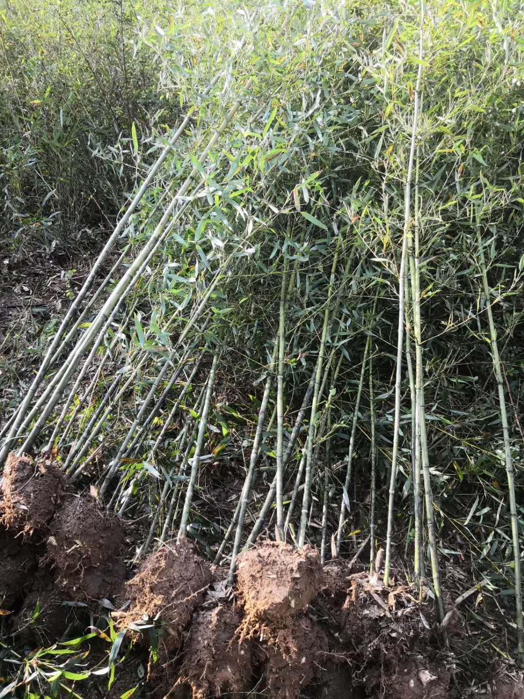 廣西青皮竹種植基地