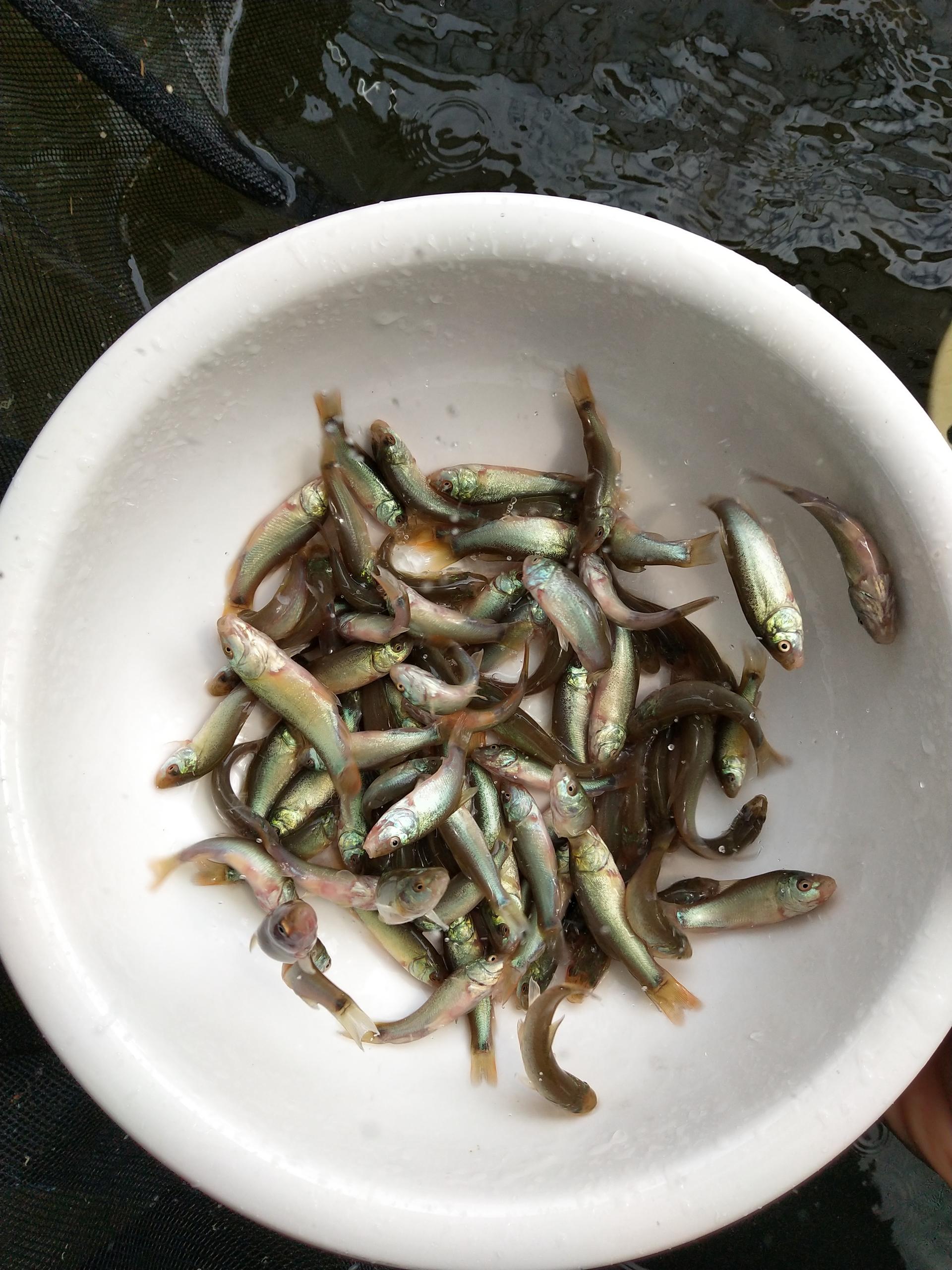 廣州丁鮭魚大量批發(fā)-價格-魚場直銷  丁鮭魚