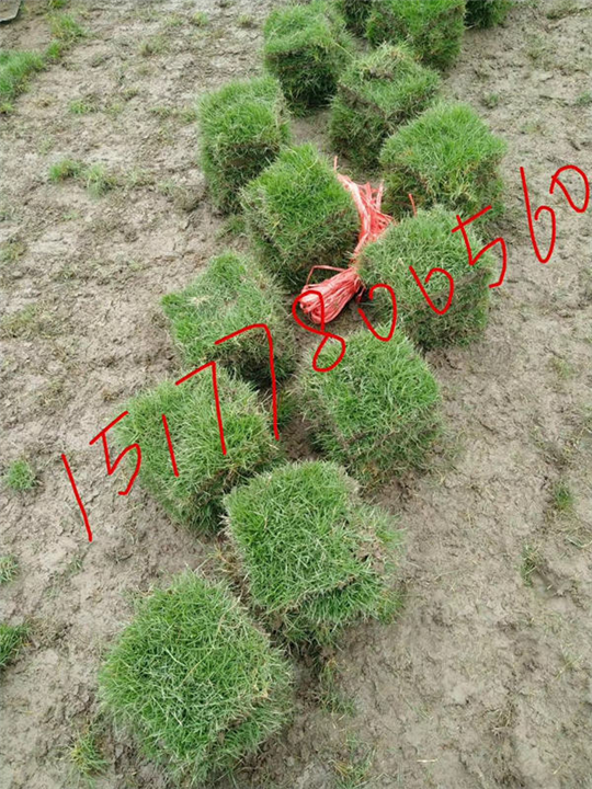 廣西南寧草場批發(fā)價格-南寧草場供應(yīng)-貴港草場直銷 廣西南寧草場