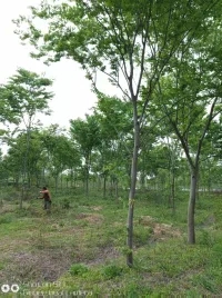 供應(yīng)貴州8公分櫸樹價(jià)格，福建*櫸樹批發(fā)產(chǎn)地