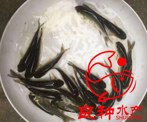 專業(yè)養(yǎng)殖長(zhǎng)江草魚苗_價(jià)格