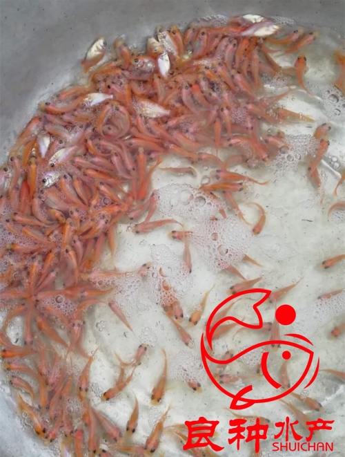 直銷彩虹雕紅羅非魚苗_批發(fā)商