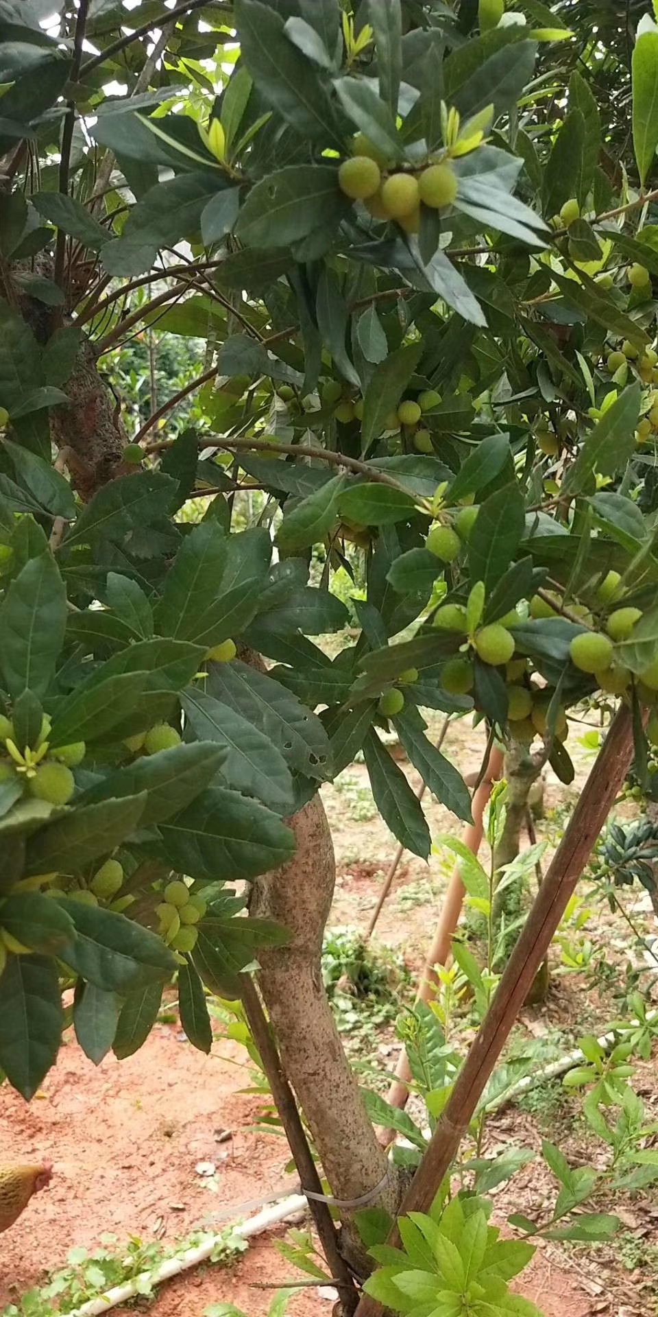 廣西楊梅價格 楊梅批發(fā)