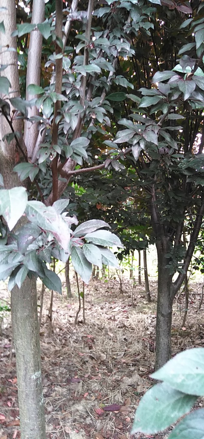 河南紫葉李苗-苗木種植基地報(bào)價(jià)優(yōu)質(zhì)供應(yīng)商