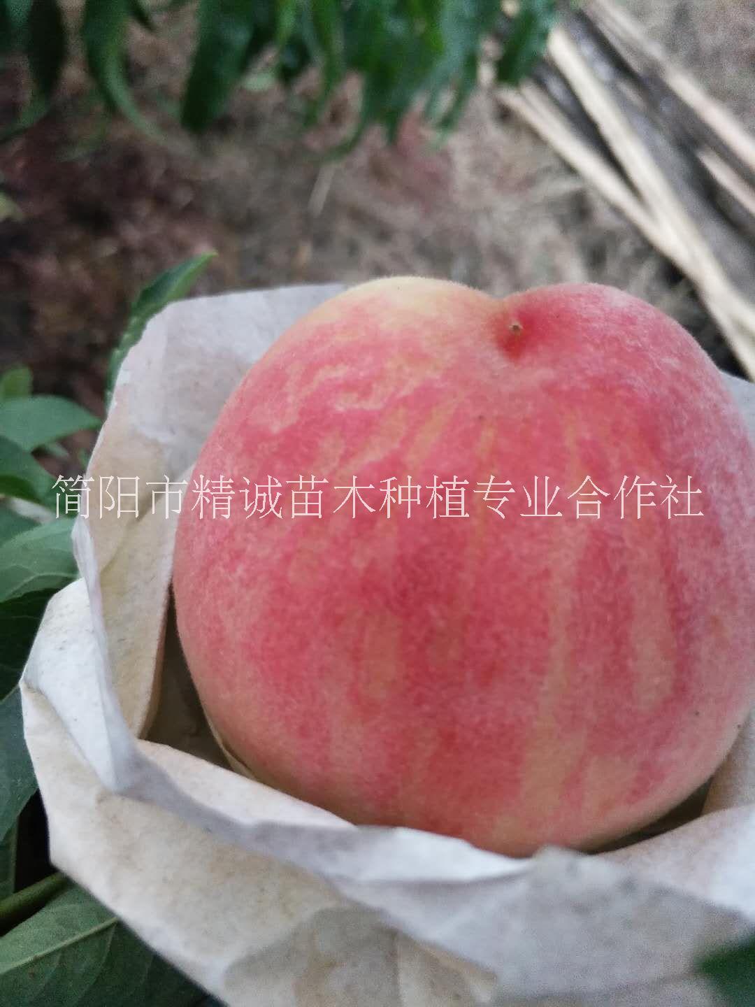 胭脂脆桃苗種植基地直銷(xiāo)批發(fā)價(jià)格多少錢(qián)-脆桃苗怎么賣(mài)-報(bào)價(jià)