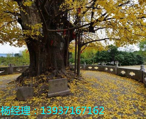 定制古樹防雷工程避雷產品 特種防雷資質 河南CMA防雷工程檢測資質