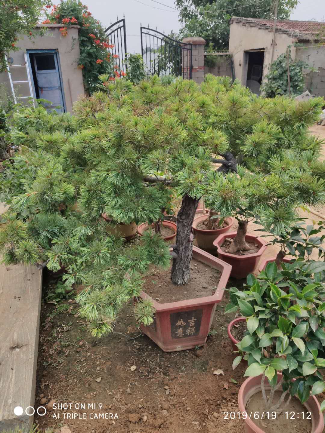 山東泰安五針?biāo)苫匚遽標(biāo)膳杈?  title=