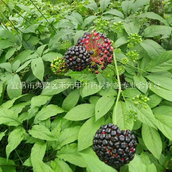 竹節(jié)參種植繁育基地批發(fā)種子種苗 云南竹節(jié)參基地種子種苗種植技術(shù)批
