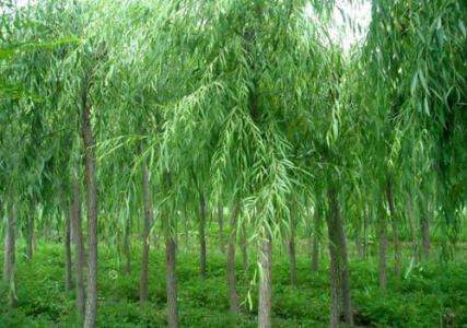 柳樹苗批發(fā)基地_價(jià)格