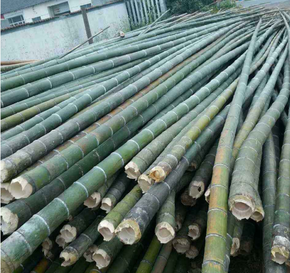 茶桿竹  毛竹 大口徑竹桿 *楠竹