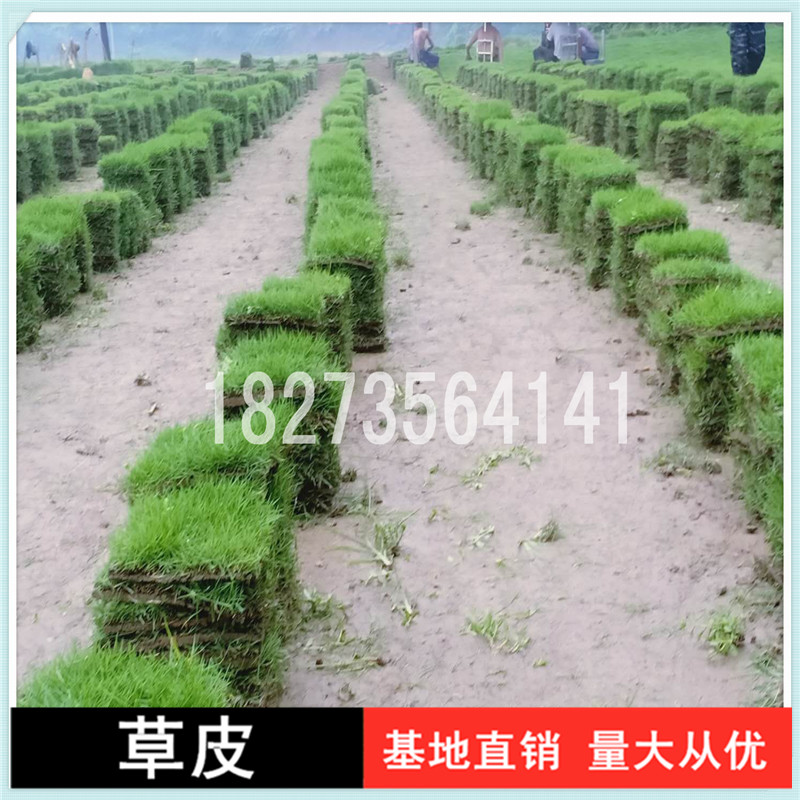 常德馬尼拉草皮卷批發(fā)價(jià)，常德馬尼拉草皮卷報(bào)價(jià)價(jià)格，常德專業(yè)培育馬尼拉草皮卷種植基地