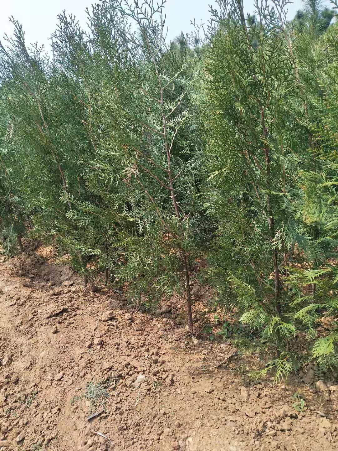 供應(yīng)側(cè)柏苗-山東莒南林港苗木基地