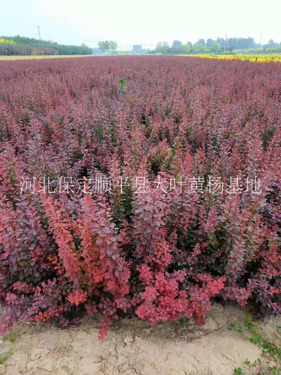 紅葉小檗批發(fā)_批發(fā)價格