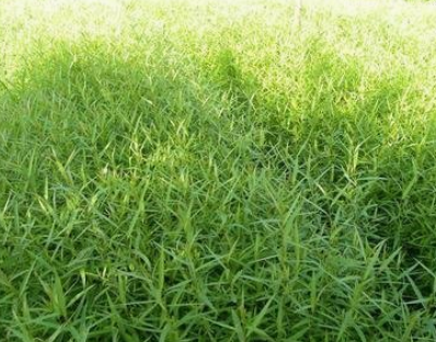 造林苗 造林苗報(bào)價(jià) 造林苗批發(fā) 造林苗供應(yīng)商 造林苗生產(chǎn)廠家 造林苗哪家好 造林苗直銷