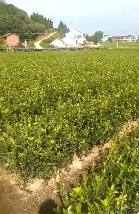 油茶苗供應(yīng) 油茶苗報價 油茶苗批發(fā) 油茶苗供應(yīng)商 油茶苗生產(chǎn)廠家 油茶苗哪家好 油茶苗直銷