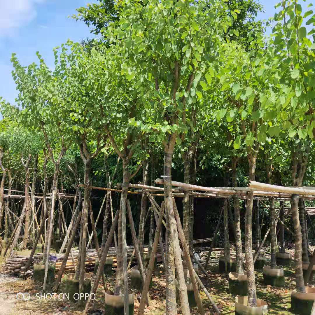 宮粉紫荊12公分多少錢 有幾種花