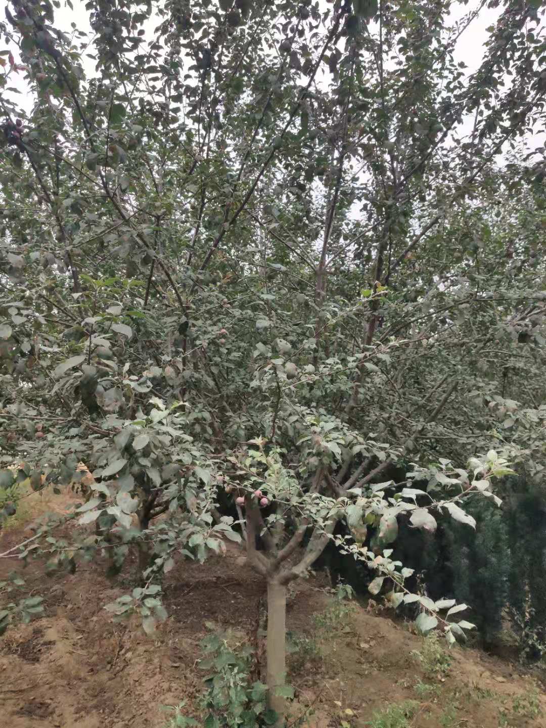 山東泰安9公分高原之火海棠基地