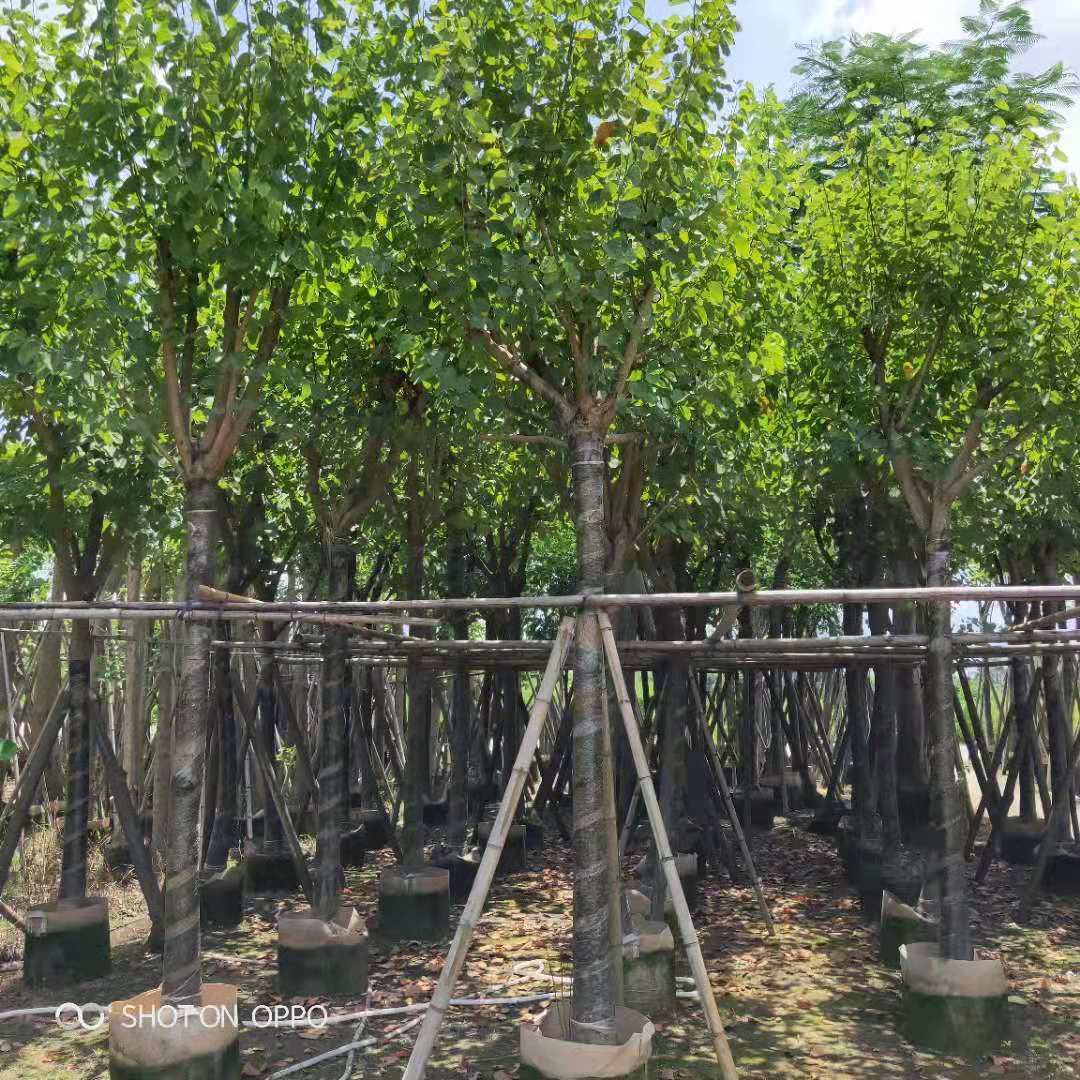 宮粉紫荊12公分多少錢 有幾種花