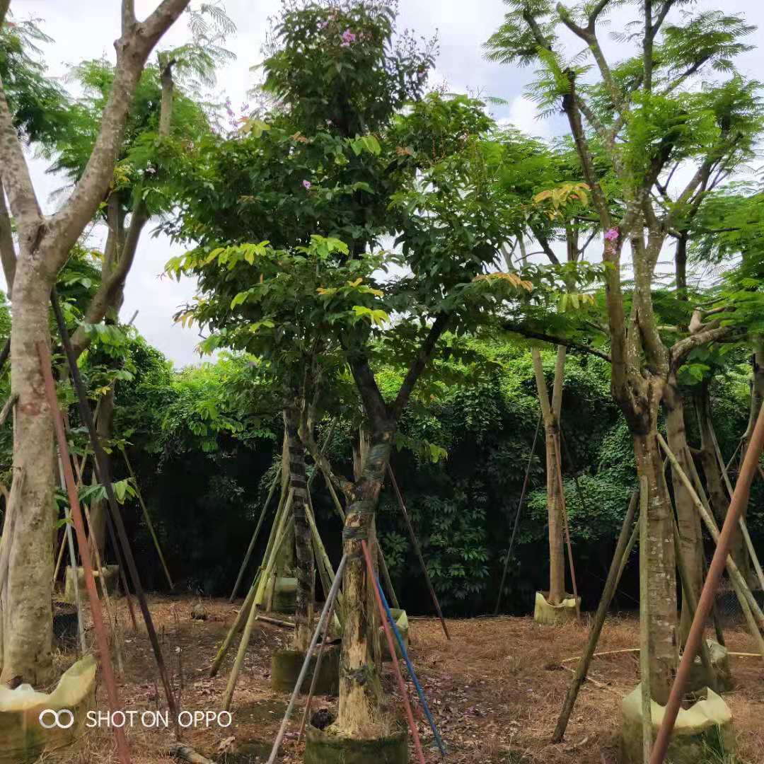 大葉紫薇苗木