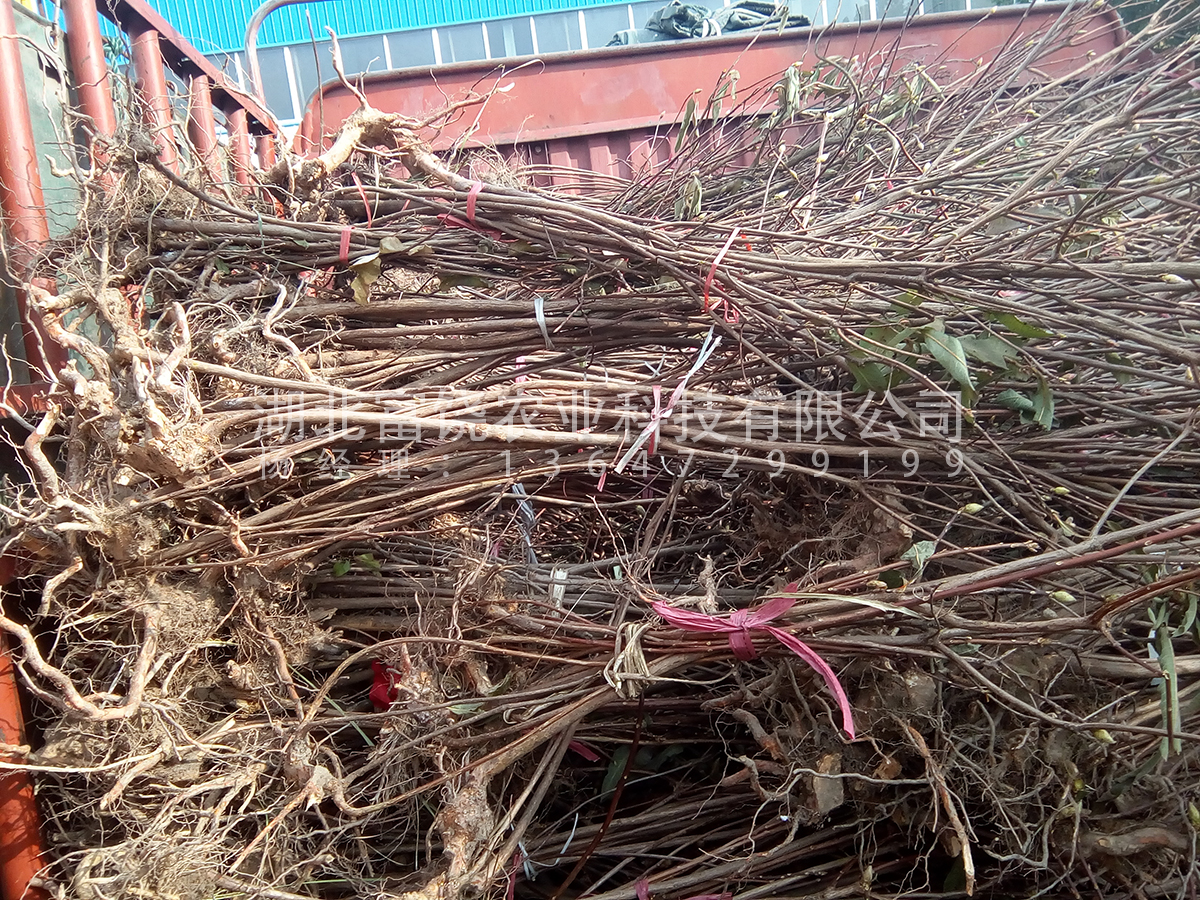 出售湖北隨州富饒農(nóng)業(yè)純黃*鬧羊花羊躑躅*苗下山苗樹(shù)苗樹(shù)樁基地直銷(xiāo)