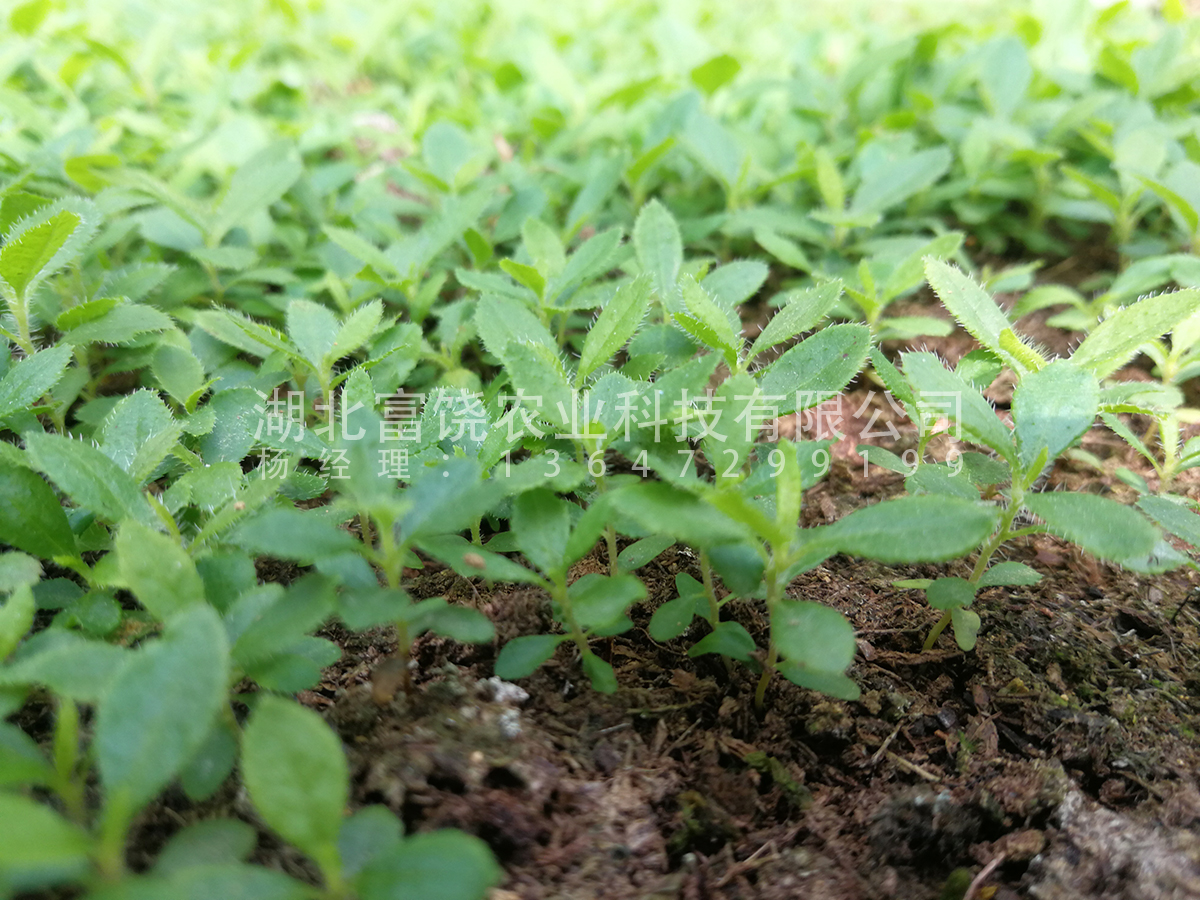 出售 湖北隨州富饒農(nóng)業(yè)純黃*鬧羊花羊躑躅籽育苗種苗小苗杯苗地被苗種子基地直銷