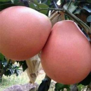 廣西三紅蜜柚子苗、批發(fā)、價格【靈山縣武利鎮(zhèn)萬鋒果苗種植場】