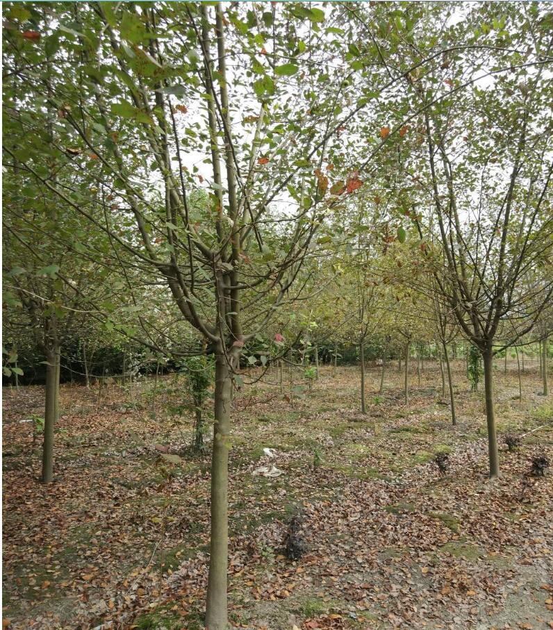 供應(yīng)四川成都垂絲海棠，高低分枝基地批發(fā)