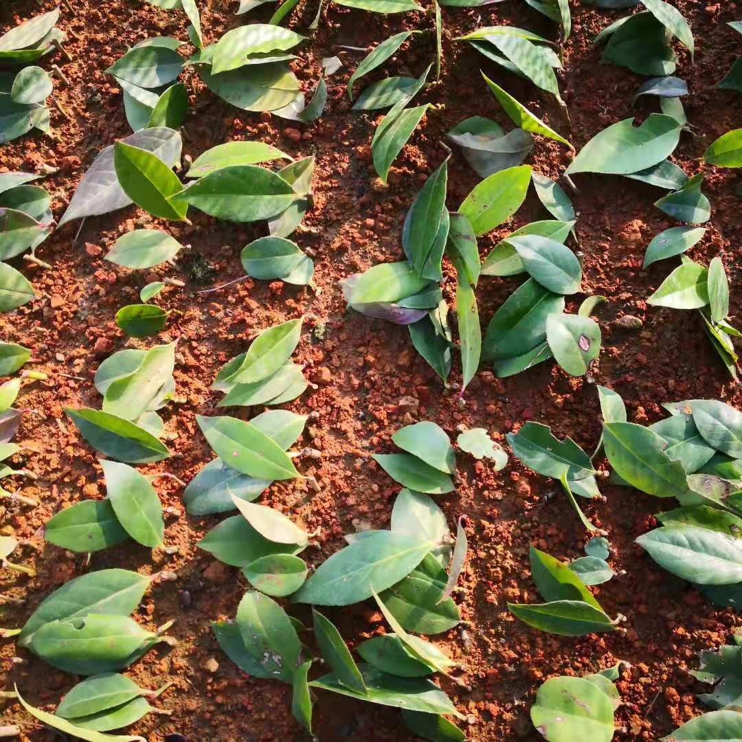 安徽宣城朱長春中藥材基地供應(yīng)烏飯樹、烏飯樹苗批發(fā)價(jià)格