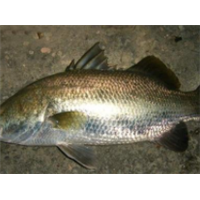 湛江金目爾魚養(yǎng)殖基地-【忠海潤海水魚苗養(yǎng)殖】