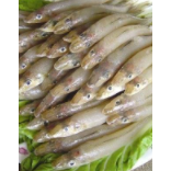 廣東湛江沙尖魚養(yǎng)殖基地-【忠海潤海水魚苗養(yǎng)殖】