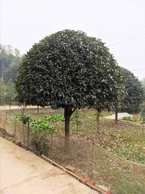 桂花樹出售，益陽(yáng)桂花樹基地，益陽(yáng)桂花樹價(jià)格，益陽(yáng)桂花樹報(bào)價(jià)