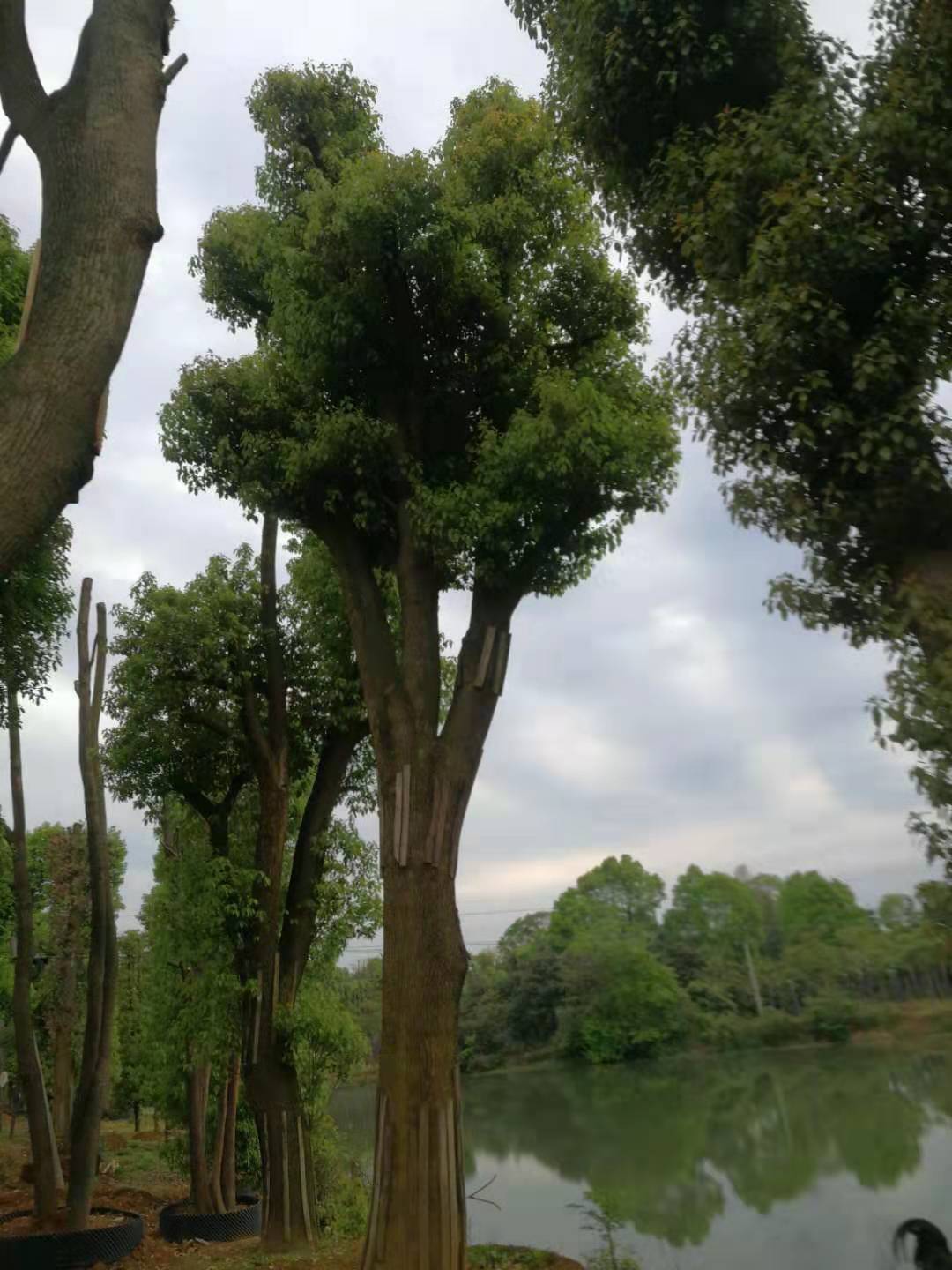 湖南益陽(yáng)12公分香樟樹(shù)種植基地出售價(jià)格-香樟樹(shù)報(bào)價(jià)