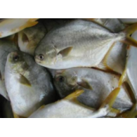 湛江平頭臘養(yǎng)殖基地-【忠海潤海水魚苗養(yǎng)殖】