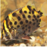 廣東金古魚苗批發(fā)報價價格咨詢電話  金古魚苗現(xiàn)貨出售