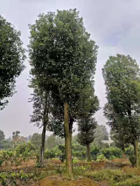 骨架香樟出售，益陽(yáng)骨架香樟基地，益陽(yáng)骨架香樟價(jià)格，益陽(yáng)骨架香樟報(bào)價(jià)