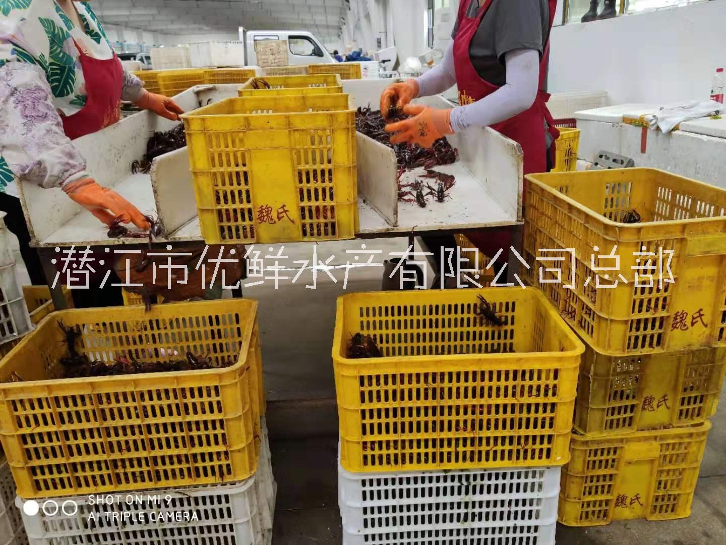 濟(jì)南小龍蝦批發(fā)大量供應(yīng)