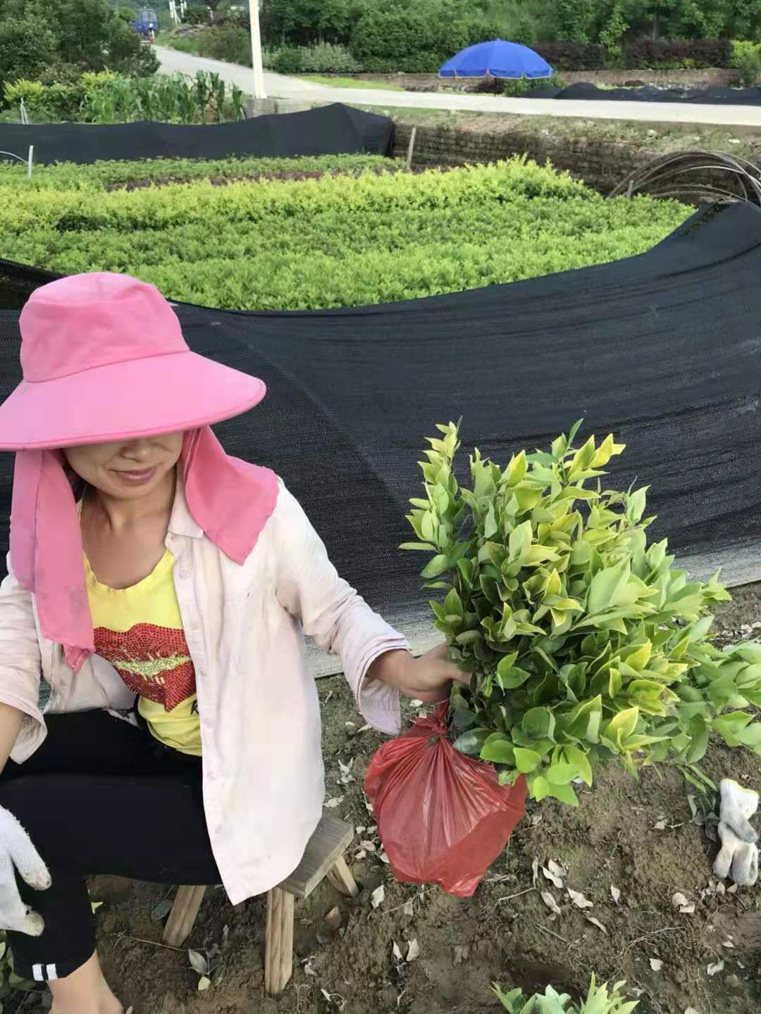 四川金森女貞苗木種植基地-【郴州佳苗綠化草皮苗木專業(yè)合作社】