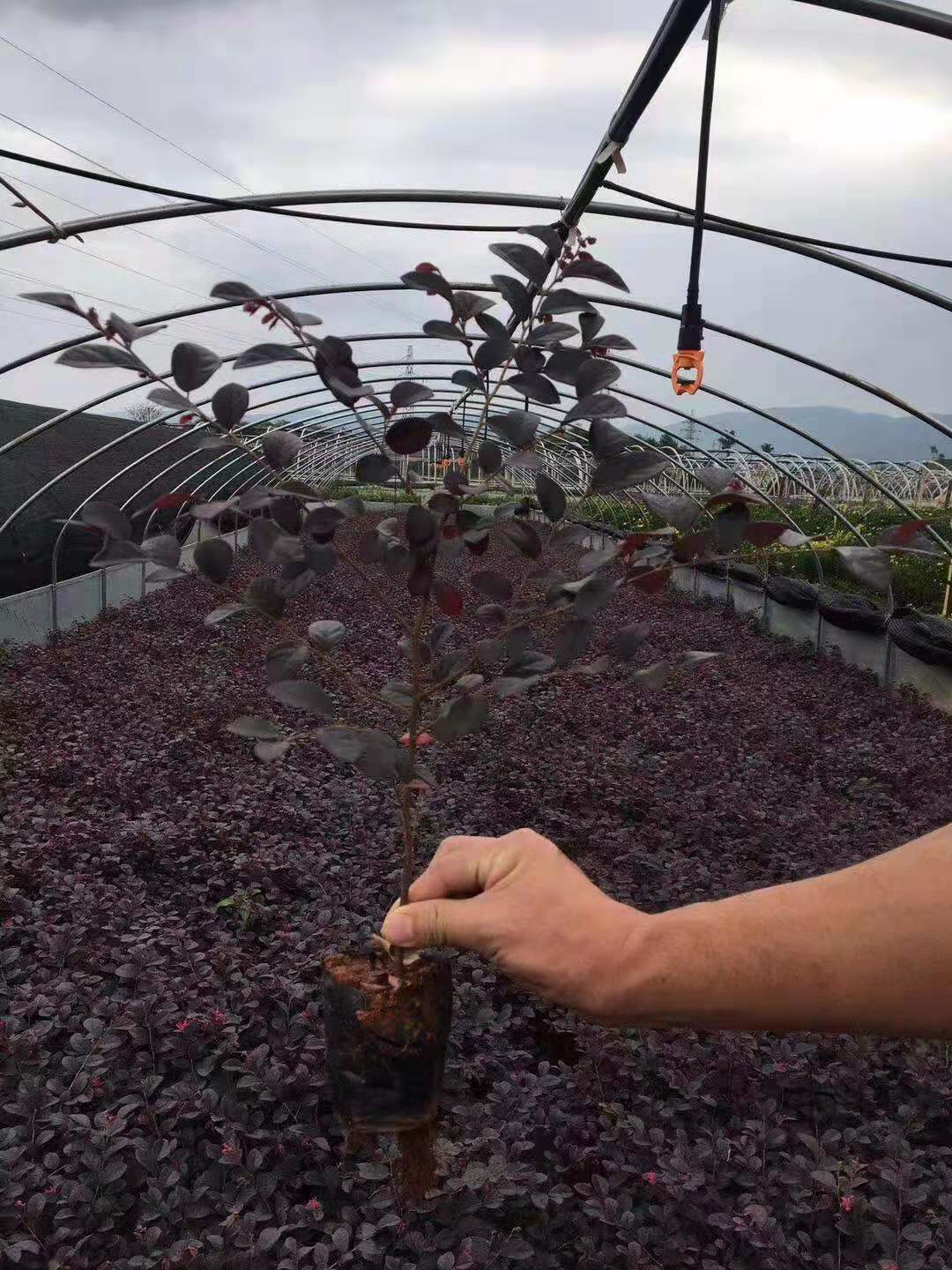 昆明紅花繼木小苗，昆明紅花繼木種植基地，昆明紅花繼木批發(fā)價格