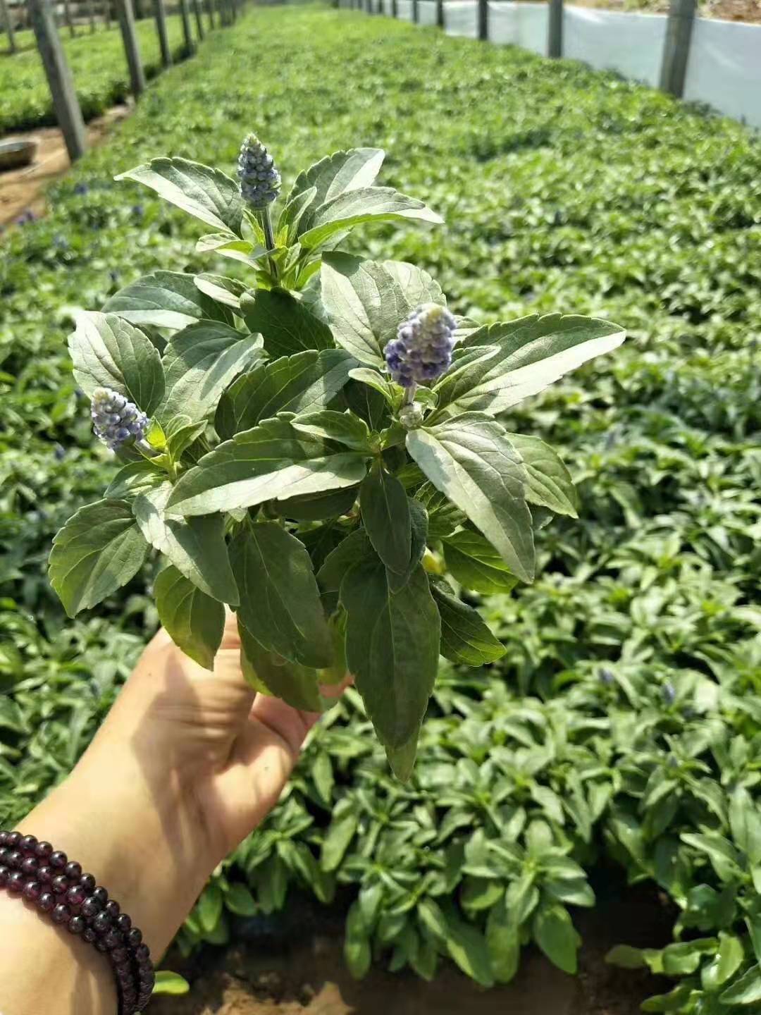 北京批發(fā)鼠尾草花?；?盆栽直銷價(jià)格
