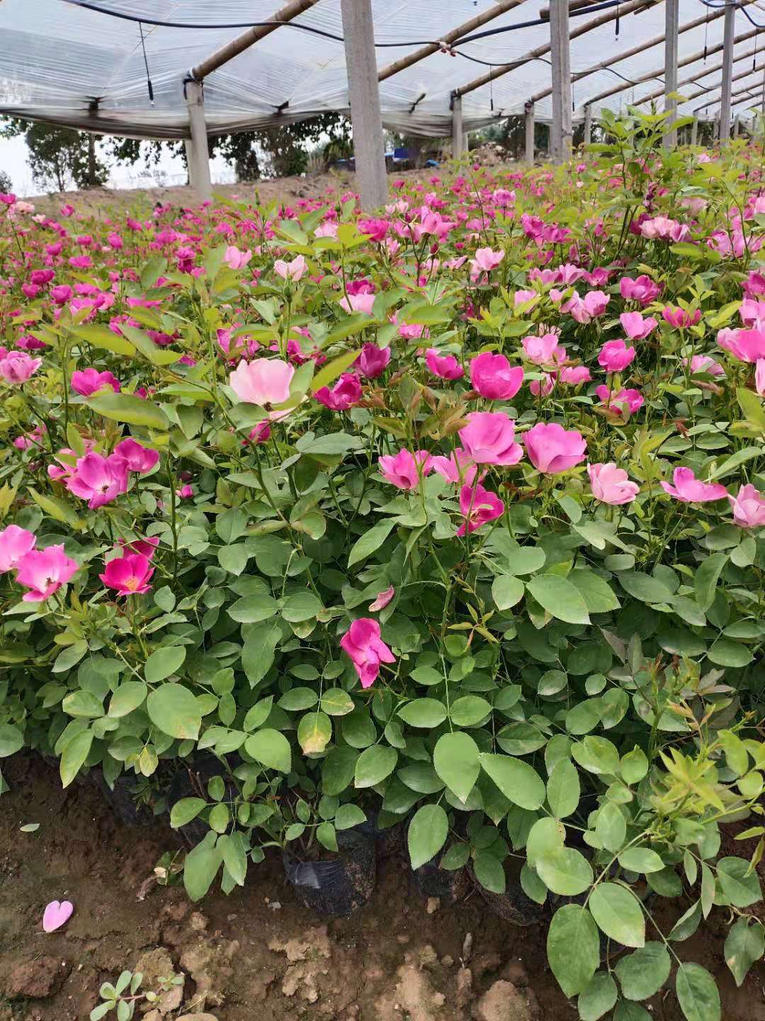 北京批發(fā)豐花月季基地_直銷(xiāo)價(jià)格