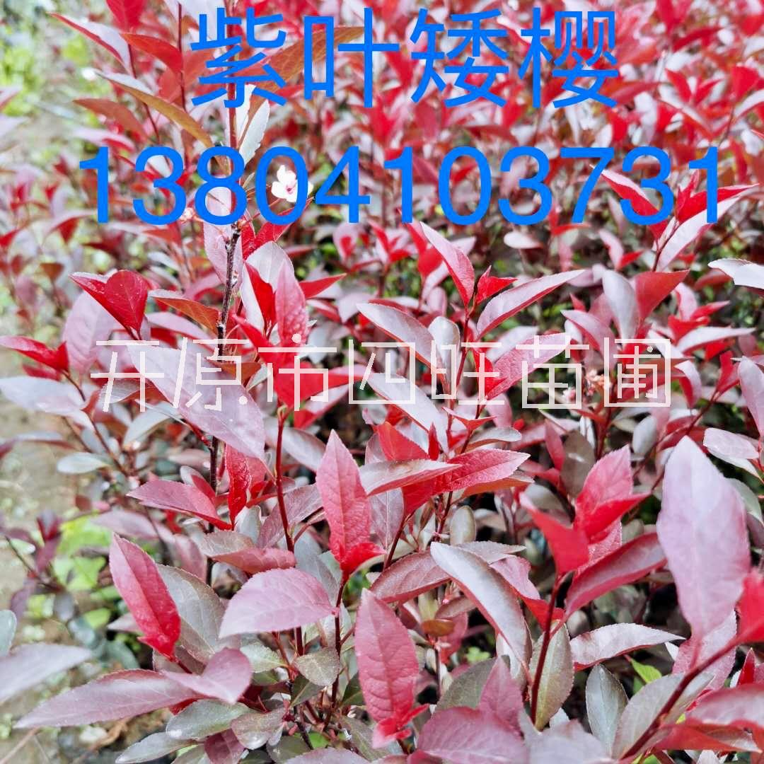 東北供應(yīng)遼寧新疆 紫葉矮櫻 綠籬苗扦插小苗*惠