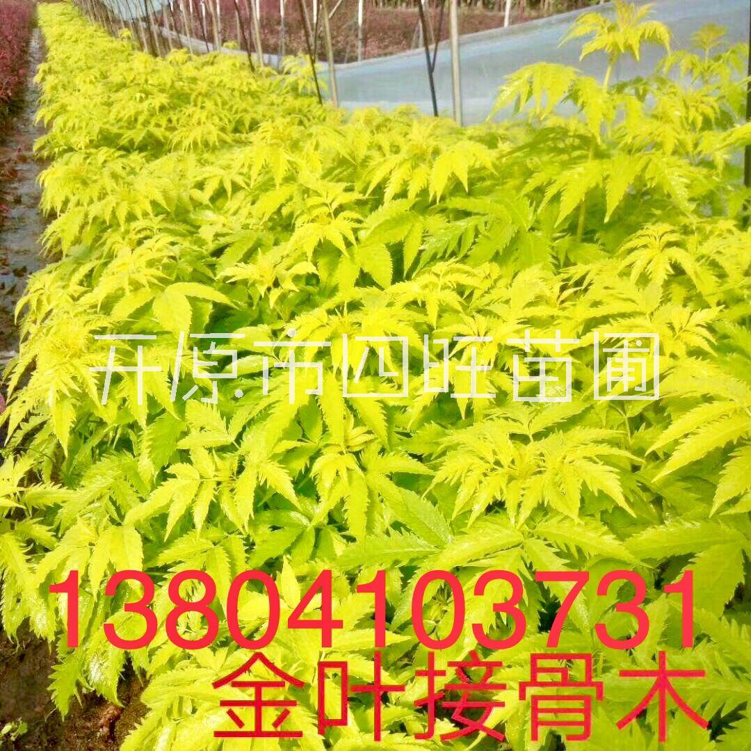 遼寧開原供應(yīng)金葉接骨木扦插小苗價格合理規(guī)格齊全量大可詳談