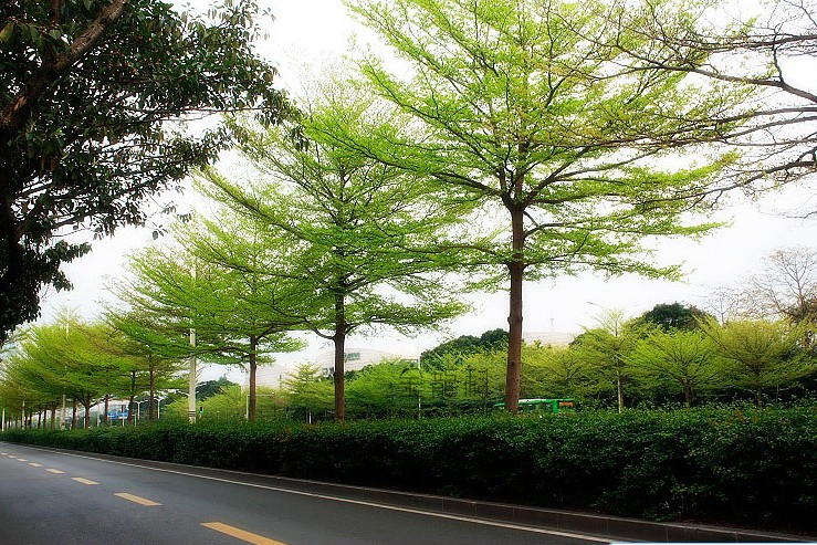 廣東小葉欖仁種苗大樹(shù)種植基地直銷(xiāo) 15059228086