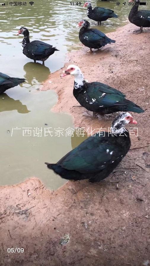 廣西南寧西洋鴨M18一點頭鴨苗批發(fā)