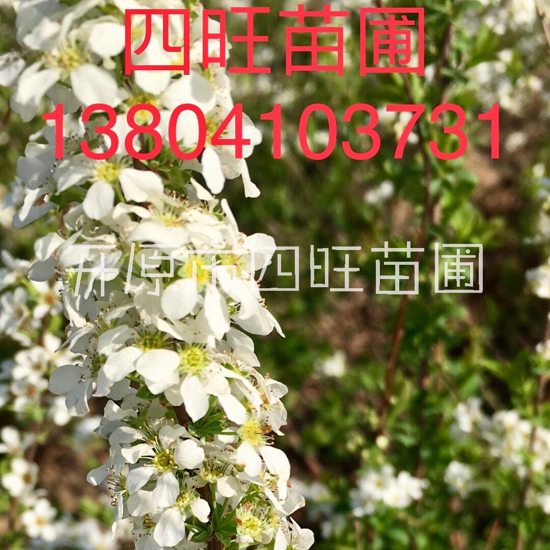 東北遼寧供應(yīng) 珍珠繡線菊 日本金山金焰繡線菊 綠籬小苗價(jià)格合理規(guī)格齊全