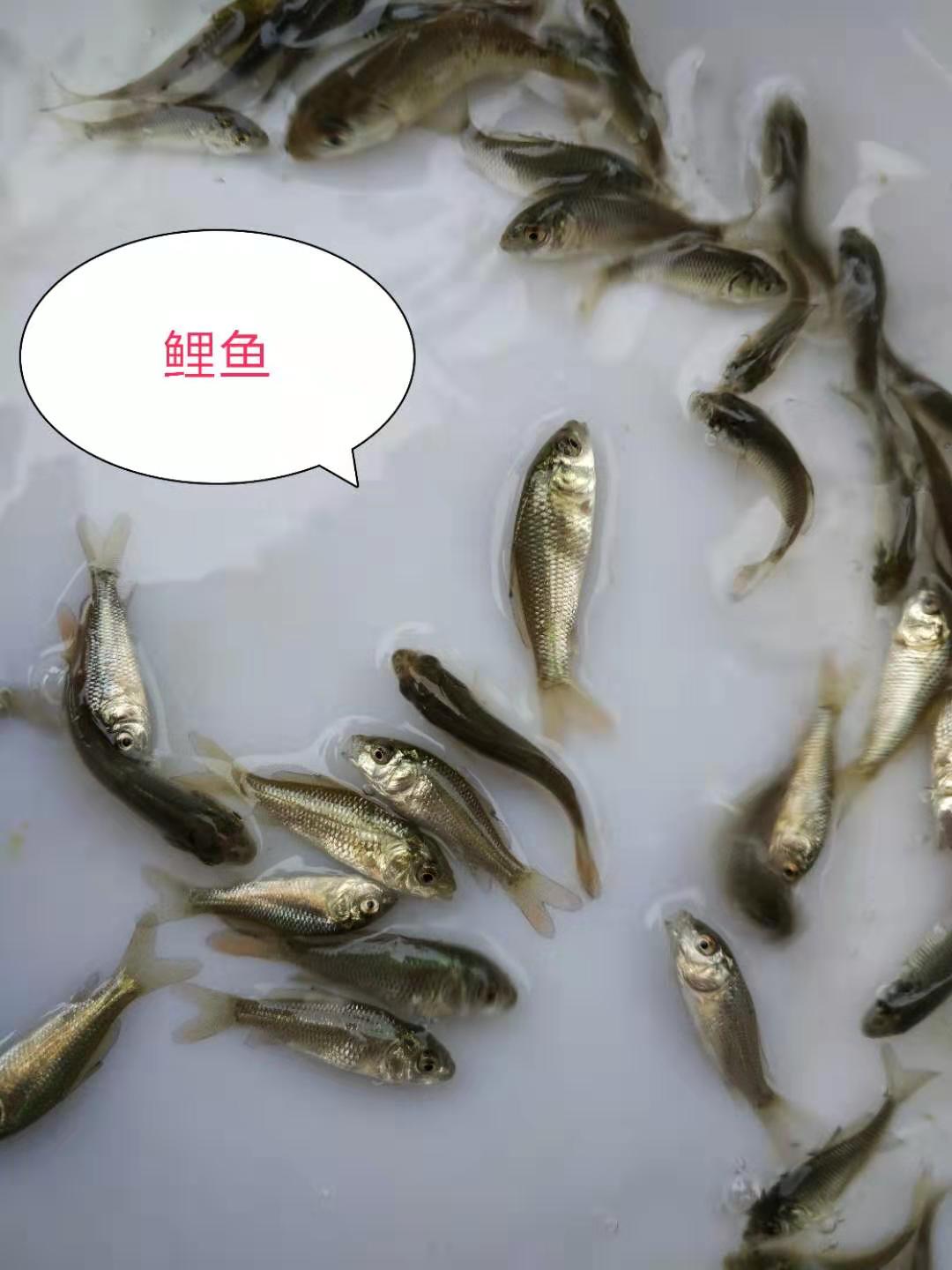 河源鯉魚(yú)苗廠家-供應(yīng)商-批發(fā)