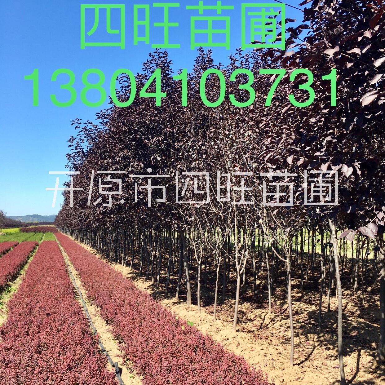 東北遼寧四旺苗圃直銷 密枝紅葉李 紫葉李大樹綠籬苗扦插小苗價(jià)格合理規(guī)格齊全