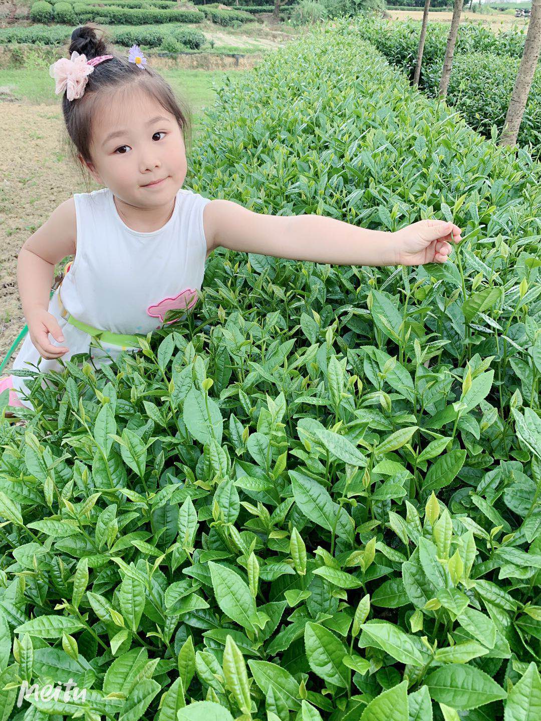 六堡群體種茶苗種植基地，六堡群體種茶苗批發(fā)，六堡群體種茶苗價錢