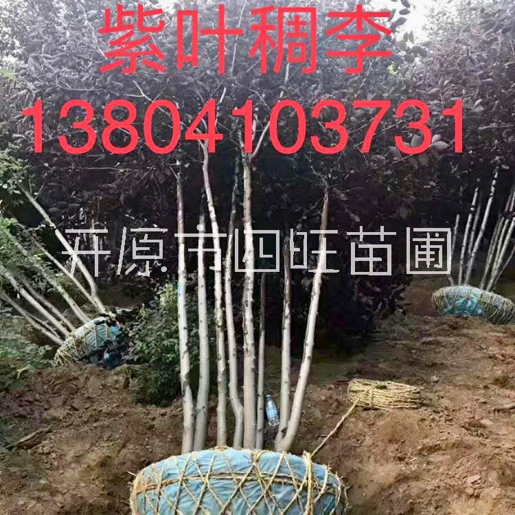 遼寧東北直銷(xiāo)紅葉李紫葉稠李1--8公分行道樹(shù)扦插小苗*惠